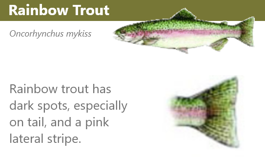 Rainbow trout has dark spots especially on tail and a pink lateral stripe. Press ESC to close the dialog